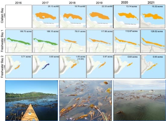 Kelp distribution along the Strait of Juan de Fuca