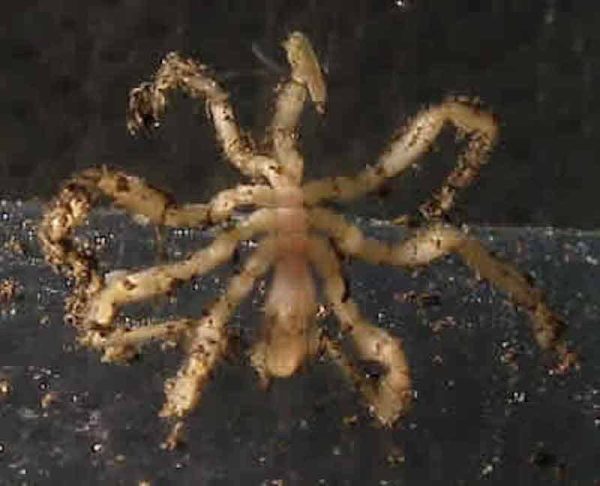 Sea Spider Sericosura venticola, Endeavour Vent